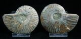 Inch Polished Ammonite (Pair) #1982-2